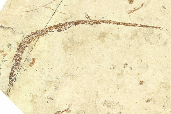 Fossil Pipefish (Syngnathus) - California #294282